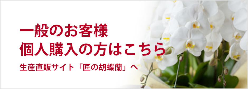 生産直販サイト「匠の胡蝶蘭」へ。一般のお客様、個人購入の方はこちら